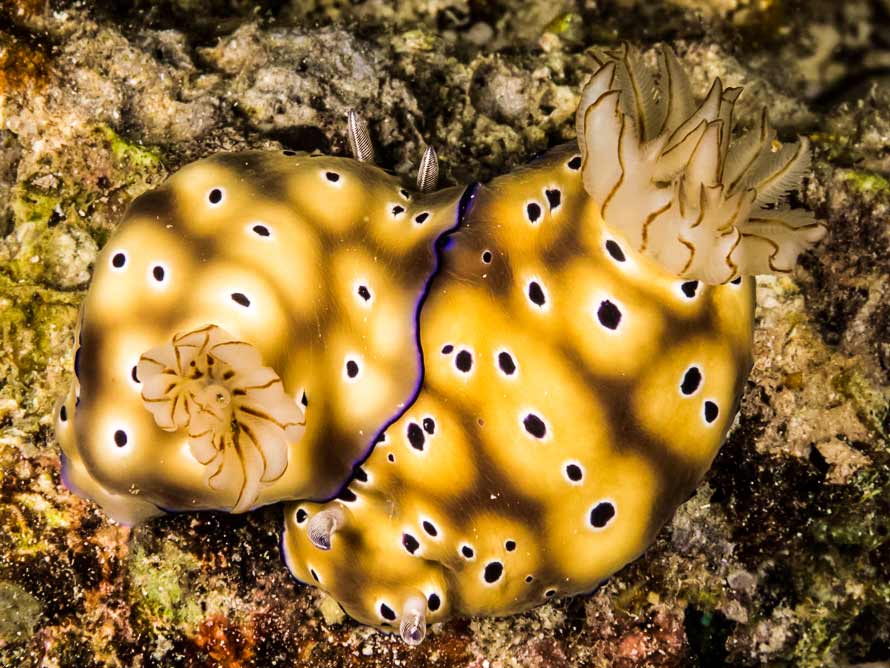Hypselodoris tryoni